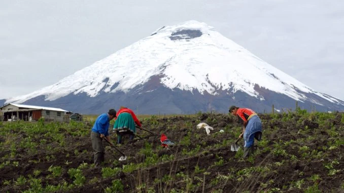 Los pequeños productores alimentan al 60% del Ecuador