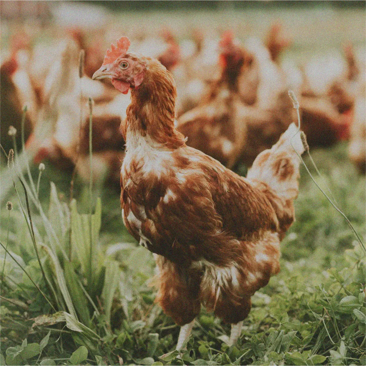 max farmer productos avicultura